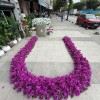 BEGONVİL