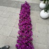 BEGONVİL