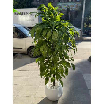 Ceviz Ağacı 