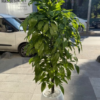 Ceviz Ağacı 